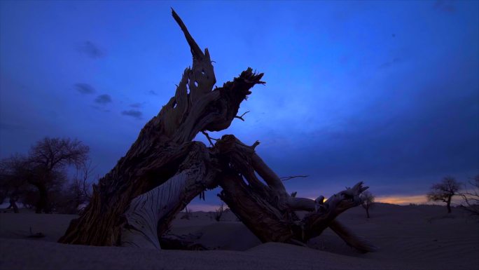 沙漠怪树林 一颗胡杨枯树日落延时光线变化