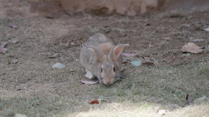 武汉光谷九峰森林动物园里的兔子