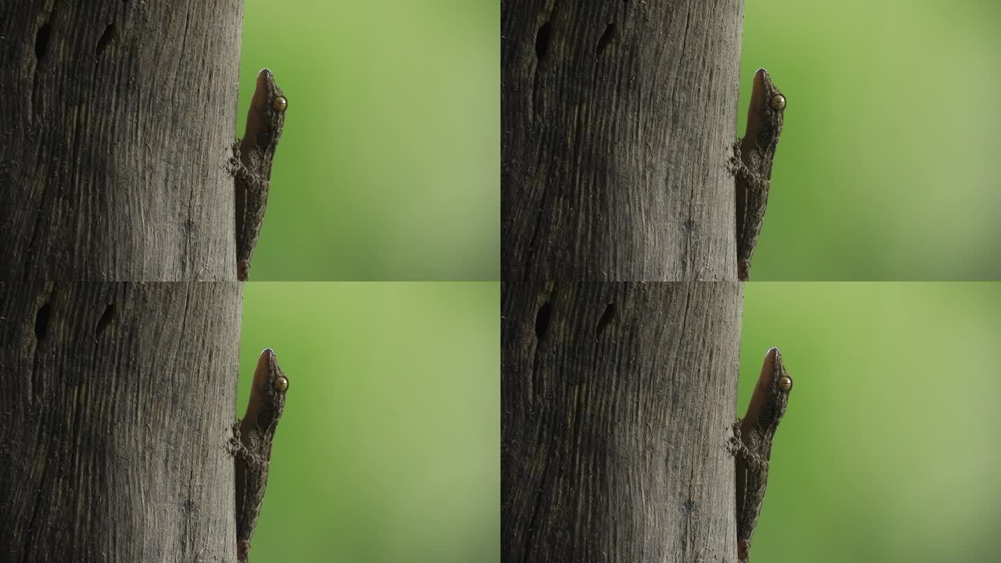 蜥蜴放松-绿色模板。眼睛