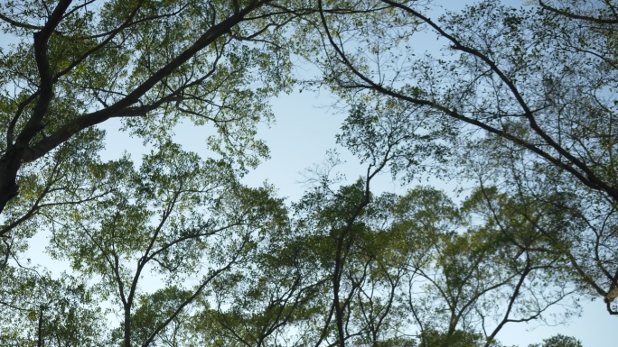 风吹树木仰拍树木树梢