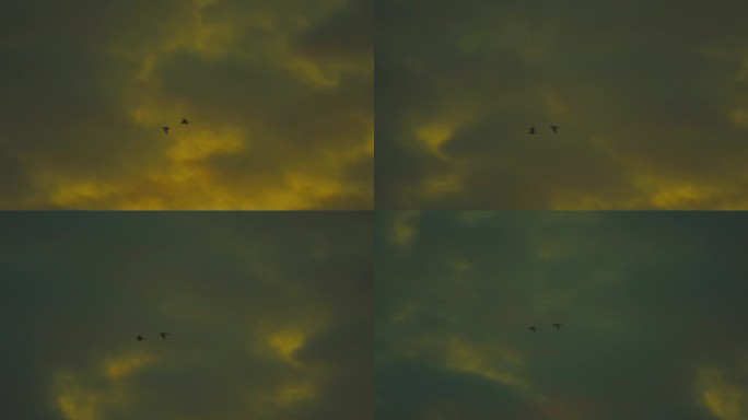 鸟在夕阳的天空和云彩中飞翔