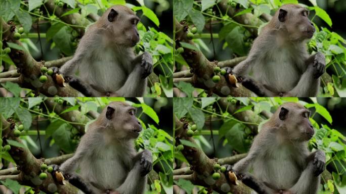 新加坡长尾猕猴科长焦实拍小猴咀嚼
