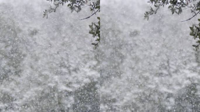 垂直视频-在茂密的森林里，大雪落在树上的慢动作