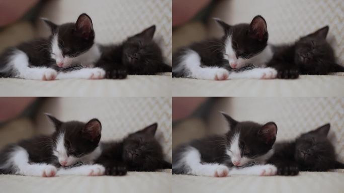 两只白色和黑色的家猫睡觉，躺在沙发上的白色浅色毯子上。猫睡觉。可爱宠物的概念。