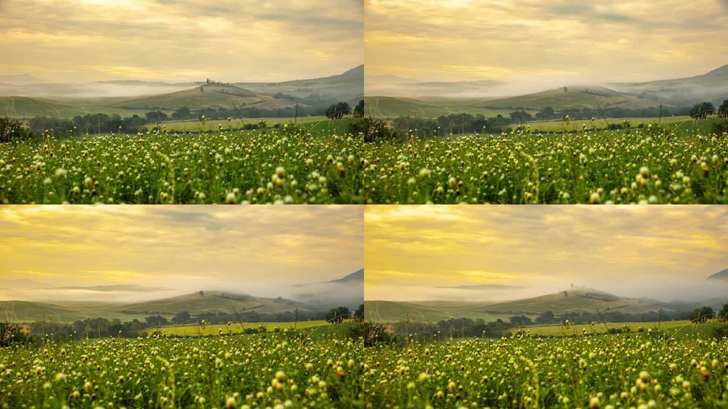 托斯卡纳，日出时田园牧歌式的田野里，时间流逝的花朵