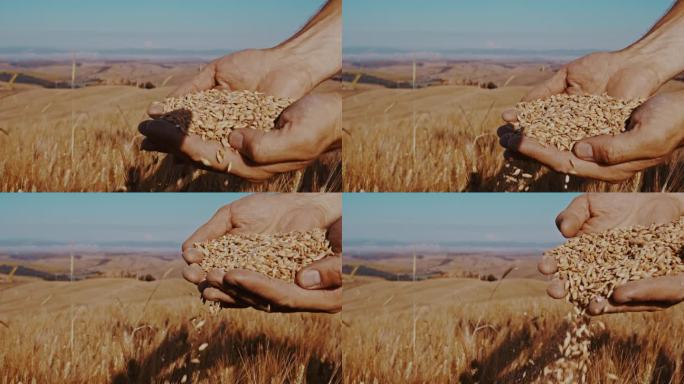近距离的农民的手拔罐小麦粒在夏季作物