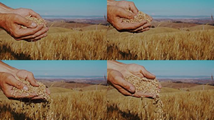 托斯卡纳，农民的手在阳光明媚的乡村田野里拔罐小麦