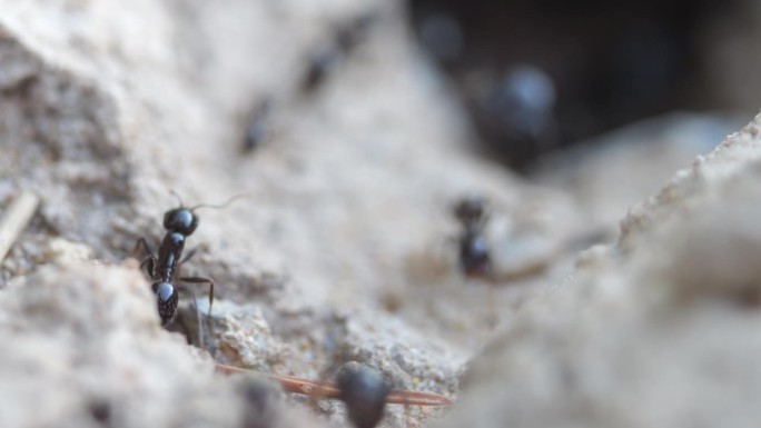 蚂蚁从一个地下洞里出来。它们守卫蚁丘，觅食。