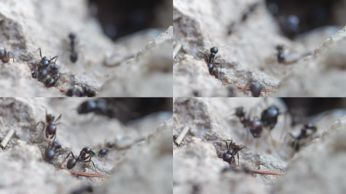 蚂蚁从一个地下洞里出来。它们守卫蚁丘，觅食。