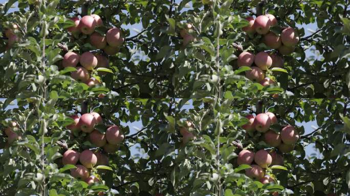 弗吉尼亚州的苹果园