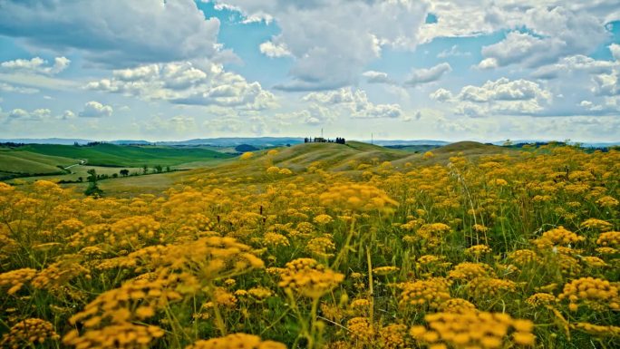 田园诗般的，黄色油菜作物在美丽的乡村，托斯卡纳