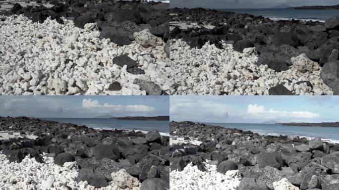 厄瓜多尔太平洋加拉帕戈斯群岛中国帽岛的黑色火山熔岩海滩上躺着死去的白珊瑚碎片。