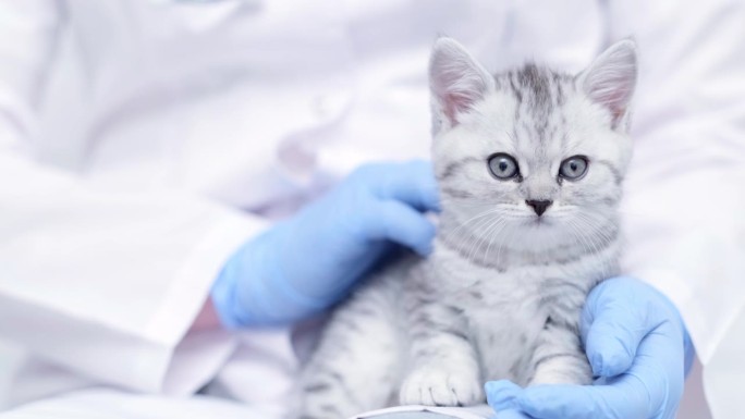 医学动物诊所，兽医抱着一只灰色的苏格兰小猫咪。