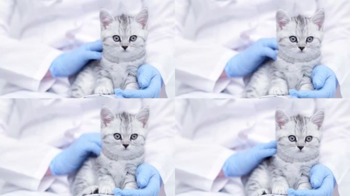 医学动物诊所，兽医抱着一只灰色的苏格兰小猫咪。