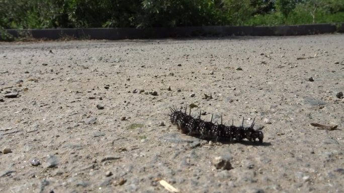 一只孔雀蝴蝶的毛虫沿着柏油路爬行。