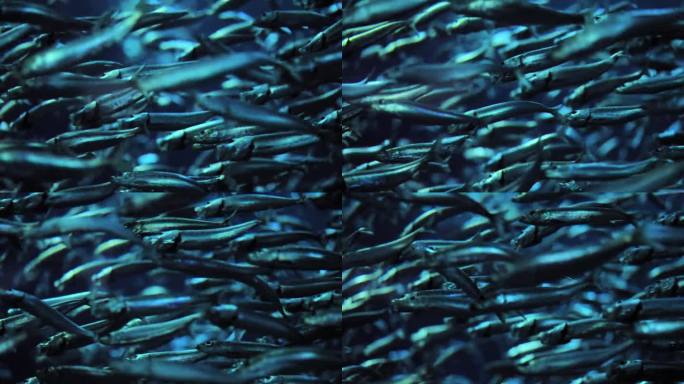 太平洋沙丁鱼群——近距离观察水下野生动物