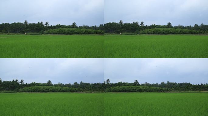 稻田水稻生长