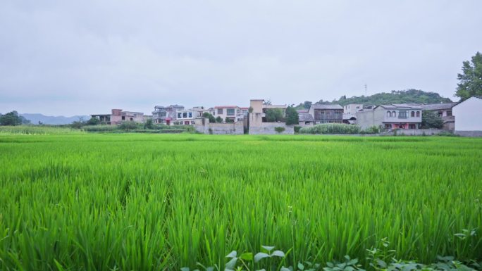 美丽乡村水稻田村庄田园风格