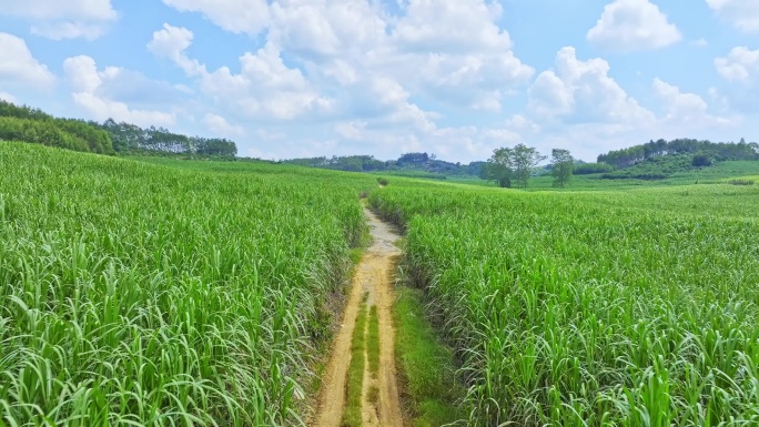 航拍广西甘蔗种植园田间小路