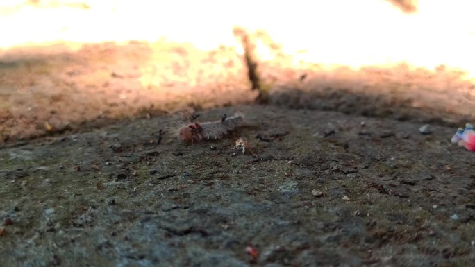 毛毛虫和黑蚂蚁野外特写微距