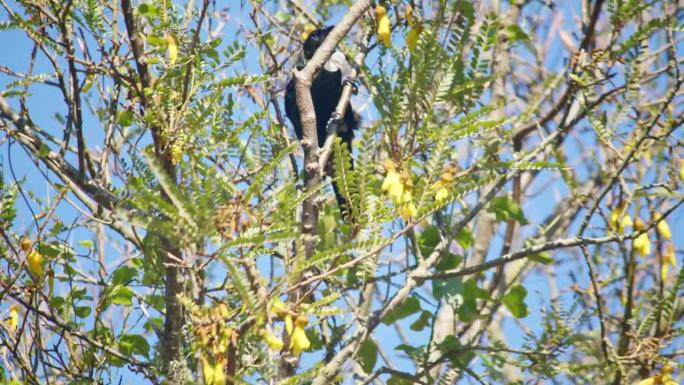 在飞走之前，一只退族正在喝着科怀树黄花上的花蜜。
