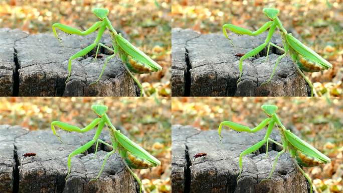 森林里一只雌螳螂在树桩上