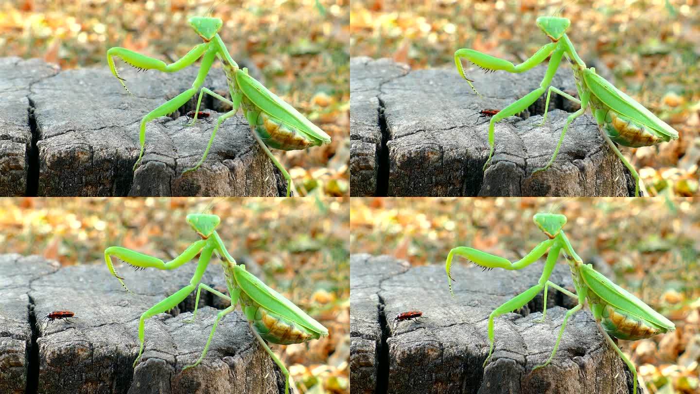 森林里一只雌螳螂在树桩上