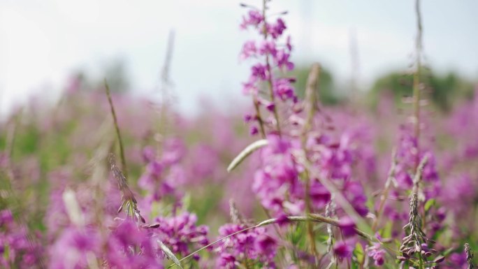 美丽的紫丁香花生长在城外的田野里。照相机以平滑的动作拍摄花朵