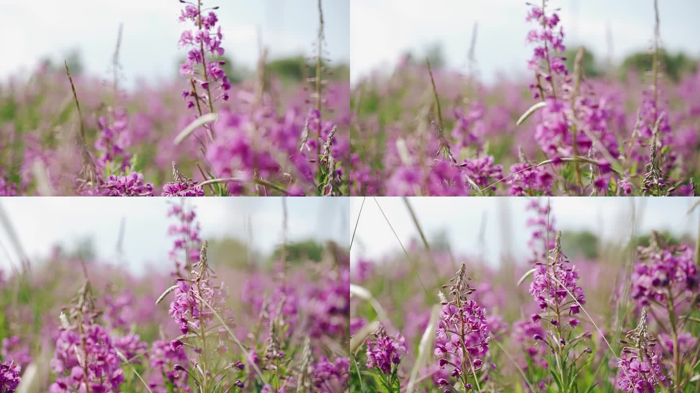 美丽的紫丁香花生长在城外的田野里。照相机以平滑的动作拍摄花朵