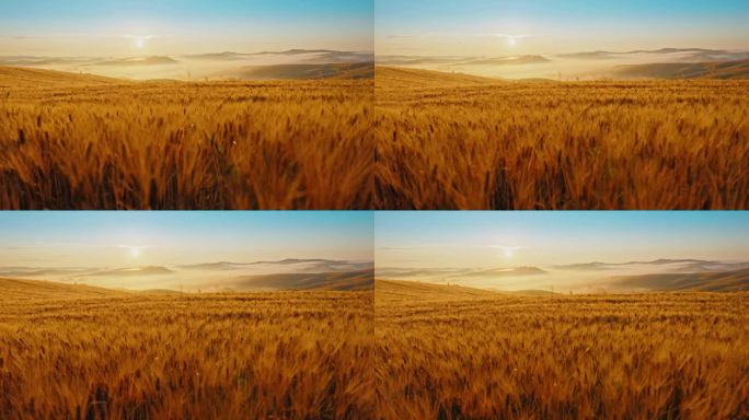 风景明媚，金色的小麦作物在美丽的乡村，托斯卡纳