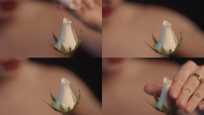 爱我的，不爱我的。一个性感的女人在工作室里拿着一朵白玫瑰，正在采摘花瓣