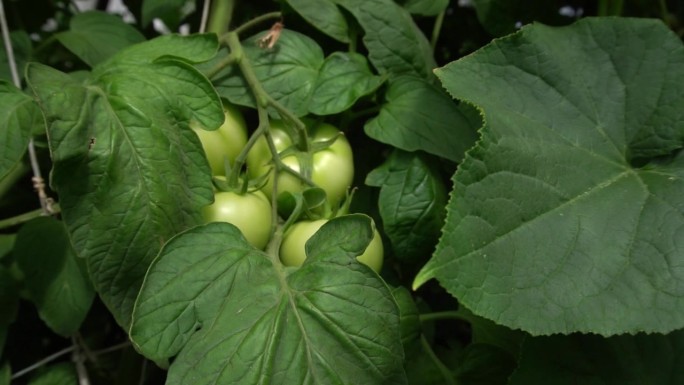 绿番茄在温室里成熟了