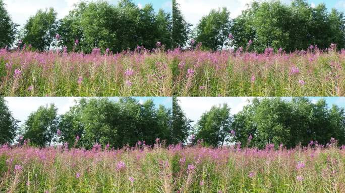 粉红色盛开的莎莉，杂草或伊凡茶在田野里的草药在阳光明媚的夏日。自然背景。卡累利阿的休闲和旅游，这是洛