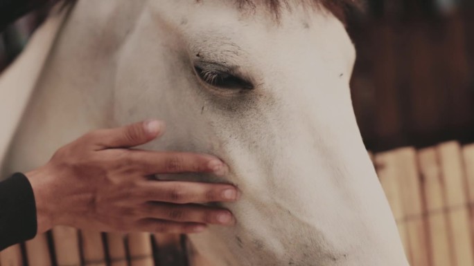 手抚摸马的脸颊