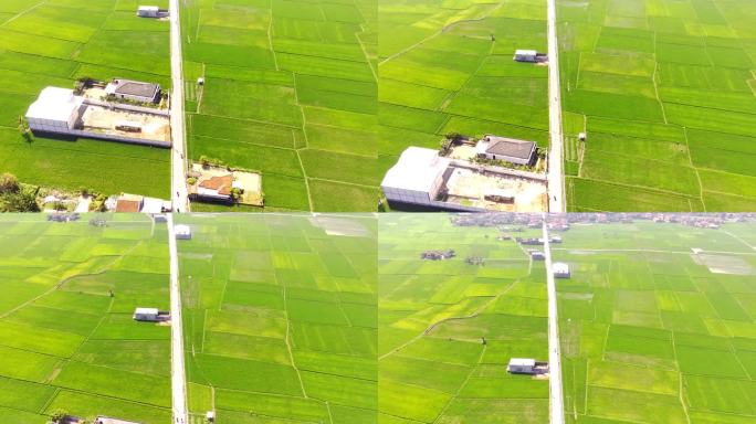 一条乡村公路的景观，将广阔的稻田分隔开来