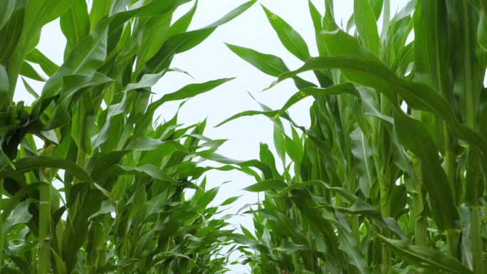 谷物在夏天成熟。农业经营环境友好型小麦。蓝天麦田夏季肥沃背景。小麦的小穗随风摇摆。全球粮食危机。