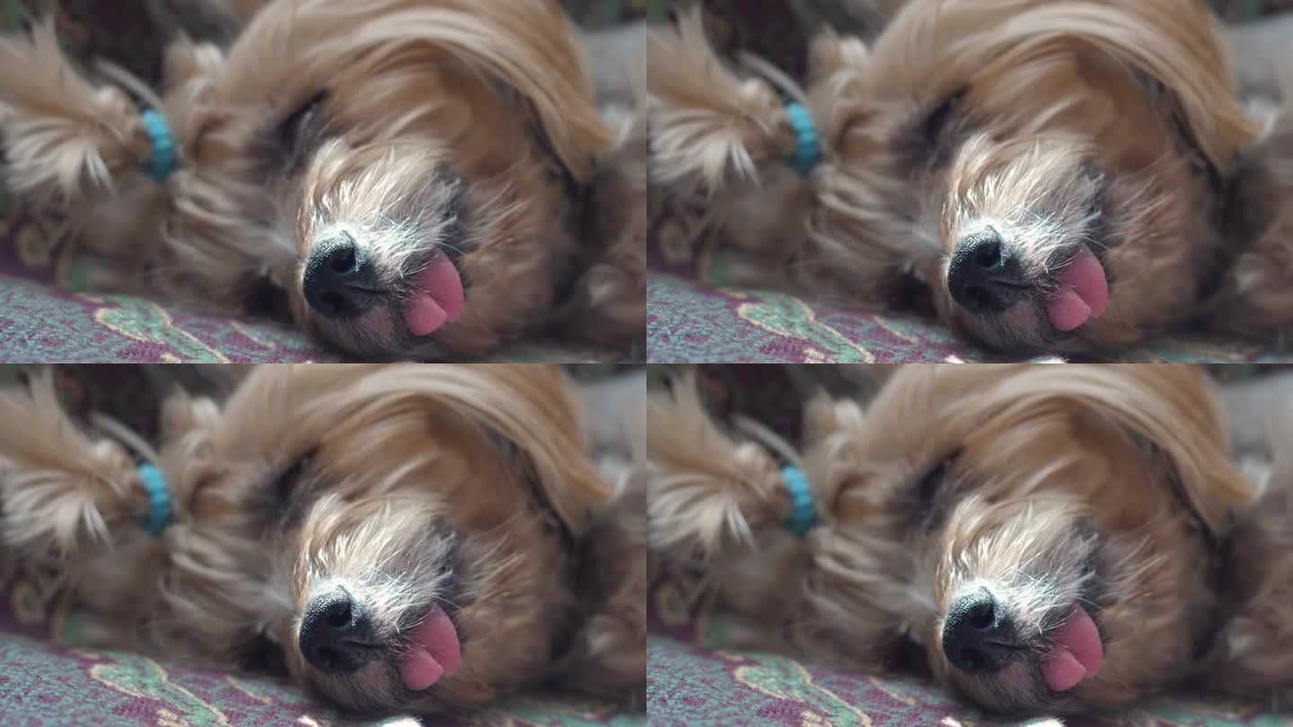 一只毛茸茸的熟睡小狗的特写嘴部。约克夏梗在麻醉后睡着了。麻醉下的狗毛