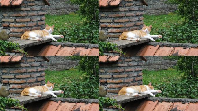 懒猫睡在旧石栅栏上