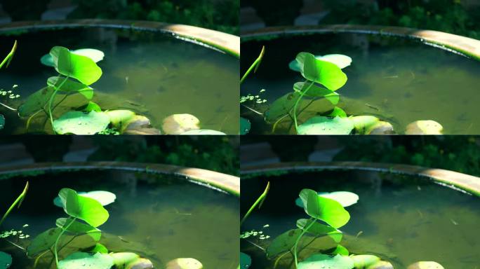 4K实拍夏日中式庭院里的古法养鱼金鱼缸
