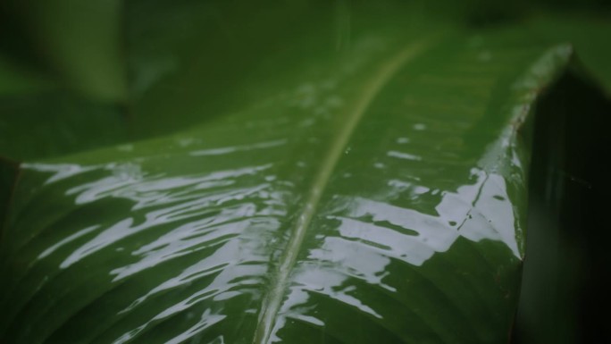 热带雨滴从树叶上落下滚下