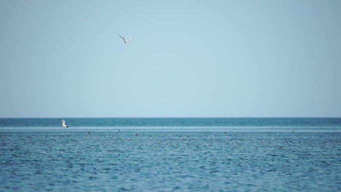 鸟瞰海豚在清澈碧绿的海水中缓慢游动。从上面看，一群特有的海洋哺乳动物沿着海岸线迁徙。
