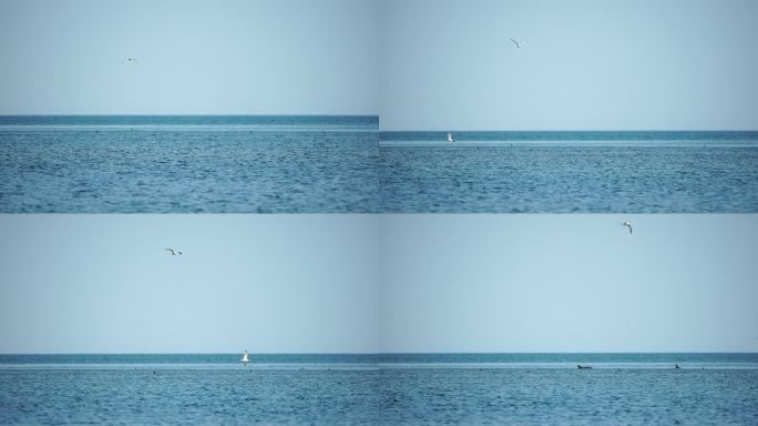 鸟瞰海豚在清澈碧绿的海水中缓慢游动。从上面看，一群特有的海洋哺乳动物沿着海岸线迁徙。
