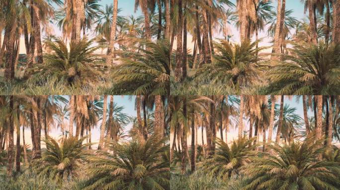棕榈树和绿洲的沙丘