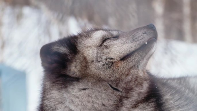 北极狐(Vulpes lagopus)在挪威的雪地里睡觉的特写
