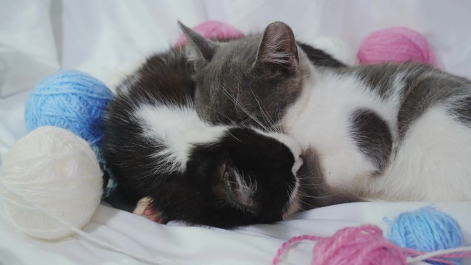 两只小猫在家里五颜六色的毛球间，睡在白色的床单上。粉色和蓝色的线。宠物的概念。两只黑猫和灰猫。