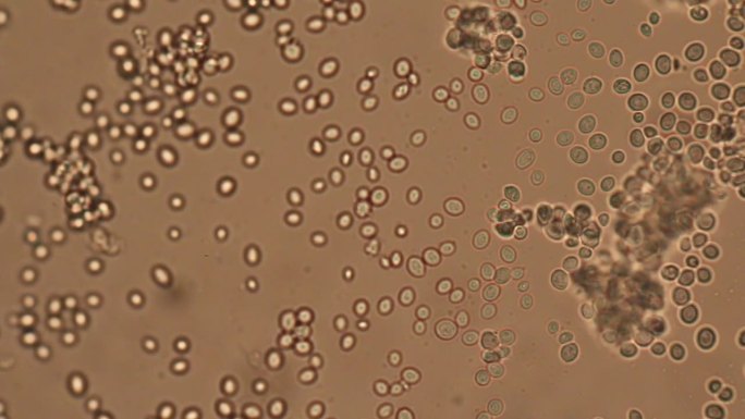 原生动物，藻类和细菌在显微镜下进行教育。