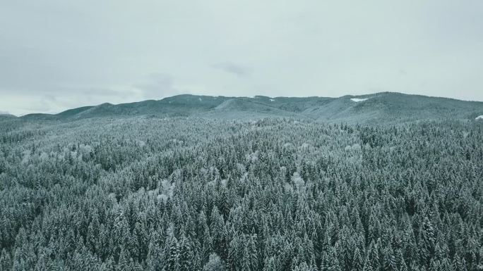 前方航拍到阿尔卑斯山脉的雪林