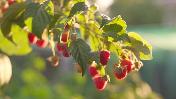 夏天，树莓丛树枝上的红色成熟树莓