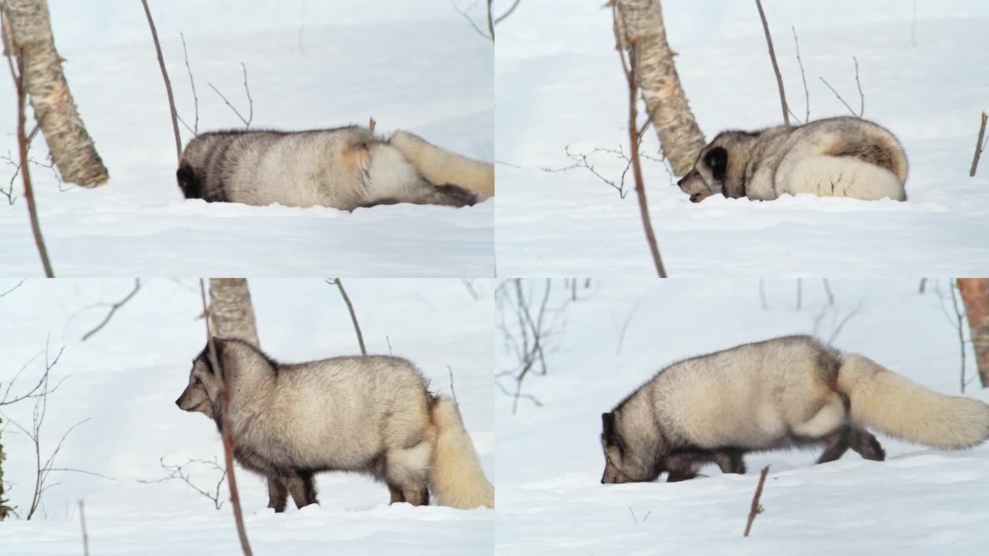 北极狐(Vulpes lagopus)在挪威雪地里奔跑的美丽画面