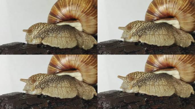 巨大的蜗牛